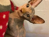 Chatons Sphynx à vendre (6 Femelles & 1 Mâle)