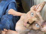 Chatons Sphynx à vendre (6 Femelles & 1 Mâle)