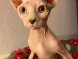 Chatons Sphynx à vendre (6 Femelles & 1 Mâle)