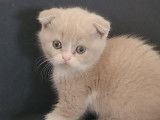 Chatons Scottish Fold et Straight à réserver