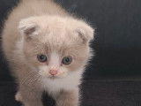 Chatons Scottish Fold et Straight à réserver