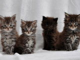 Superbes chatons Maine Coon LOOF à réserver