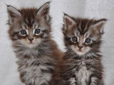 Superbes chatons Maine Coon LOOF à réserver