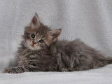 Superbes chatons Maine Coon LOOF à réserver