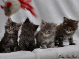 Superbes chatons Maine Coon LOOF à réserver