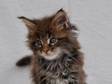 Superbes chatons Maine Coon LOOF à réserver