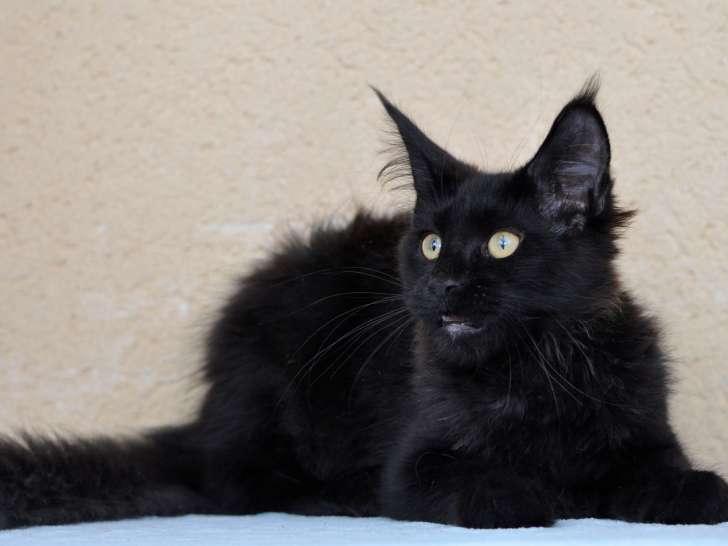 Magnifique chaton femelle Maine Coon noire LOOF à vendre
