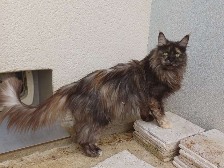 Femelle  Maine Coon LOOF adulte
