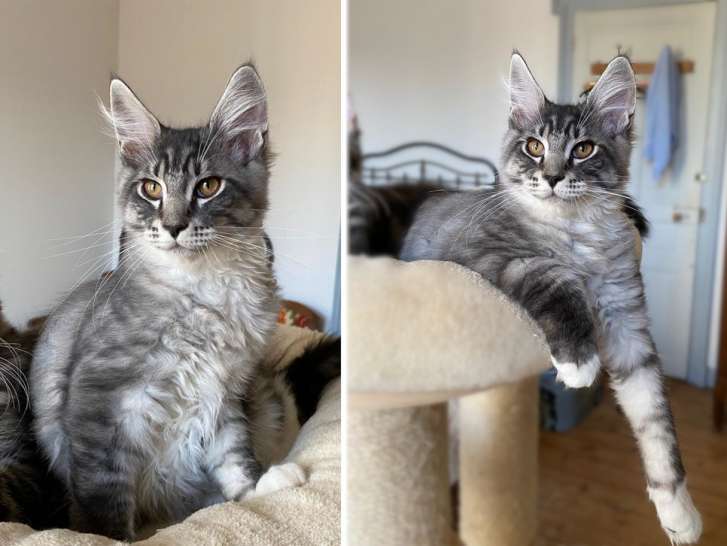 Chatons Maine Coon LOOF à vendre