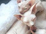 Chatons Sphynx loof