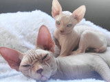 Chatons Sphynx loof