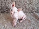 Chatons Sphynx loof