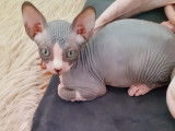 Chatons Sphynx loof