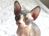 Chatons Sphynx loof
