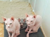 Chatons Sphynx loof