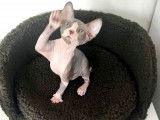 Chatons Sphynx loof