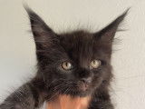 Chatons de race Maine Coon à vendre (2 femelles & 2 mâles)