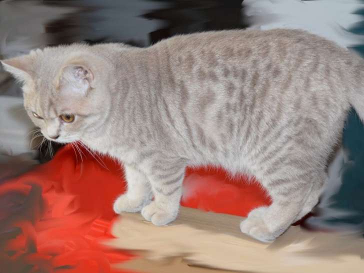 Une chatte British Shorthair fawn spotted tabby (LOOF), à vendre