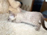 R&eacute;servation d&rsquo;un chaton Bengal charcoal silver (LOOF)