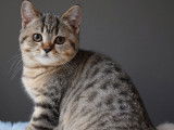 A vendre, un chaton British Shorthair m&acirc;le brown tabby (LOOF)
