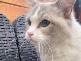 A vendre, chatte Ragdoll blue tabby point et blanc âgée de 4 ans (LOOF)