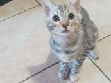 &Agrave; vendre, chatons Bengals silver &agrave; rosettes (non LOOF)