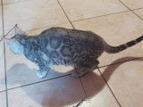 &Agrave; vendre, chatons Bengals silver &agrave; rosettes (non LOOF)