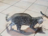 &Agrave; vendre, chatons Bengals silver &agrave; rosettes (non LOOF)