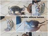 &Agrave; vendre, chatons Bengals silver &agrave; rosettes (non LOOF)