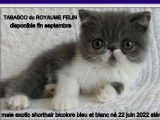 Vente de 3 chatons Exotic Shorthairs (LOOF)