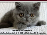 Vente de 3 chatons Exotic Shorthairs (LOOF)