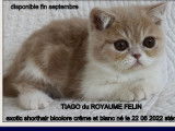 Vente de 3 chatons Exotic Shorthairs (LOOF)