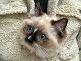 Femelle Ragdoll seal mitten LOOF disponible pour saillie