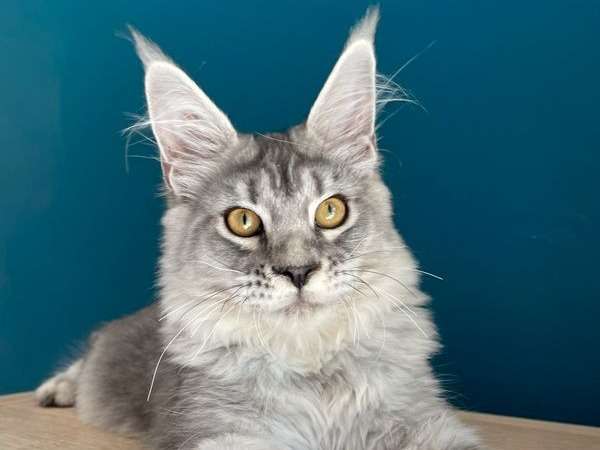 Un chaton Maine Coon black silver ticked tabby (LOOF), à vendre