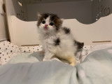 Disponibles 3 chatons Highland Straights et Folds LOOF