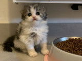 Disponibles 3 chatons Highland Straights et Folds LOOF