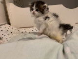 Disponibles 3 chatons Highland Straights et Folds LOOF