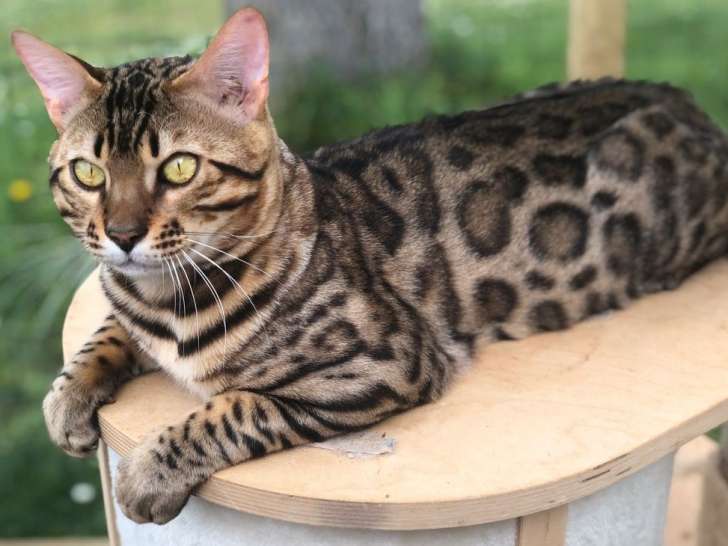 Un chat Bengal non LOOF brown rosetted disponible pour saillie