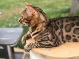 Un chat Bengal non LOOF brown rosetted disponible pour saillie