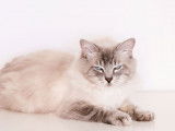 2 chats Ragdolls non LOOF disponibles pour saillie