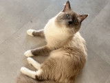 2 chats Ragdolls non LOOF disponibles pour saillie
