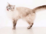 2 chats Ragdolls non LOOF disponibles pour saillie