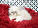 3 chatons Persans non LOOF à réserver