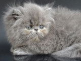 3 chatons Persans non LOOF à réserver