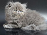 3 chatons Persans non LOOF à réserver