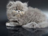 3 chatons Persans non LOOF à réserver