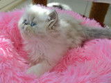 3 chatons Persans non LOOF à réserver