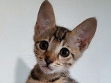 Un chaton Savannah mâle non LOOF tiqueté à vendre