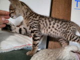 Un chaton Savannah mâle non LOOF tiqueté à vendre