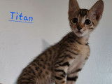 Un chaton Savannah mâle non LOOF tiqueté à vendre